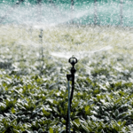 Plantetorvet Sprinkler komplet